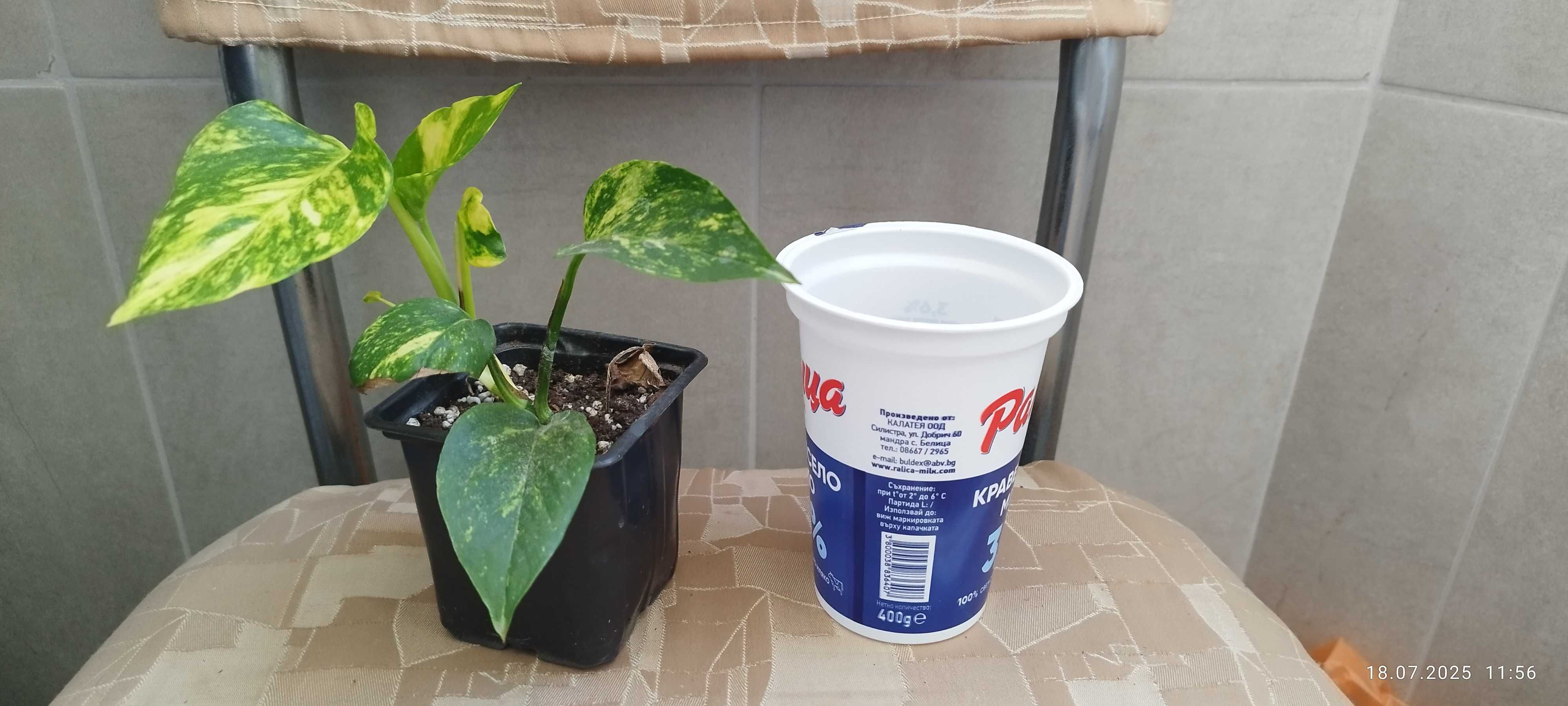 Филодендрон (Philodendron) / Сингониум (Syngonium)