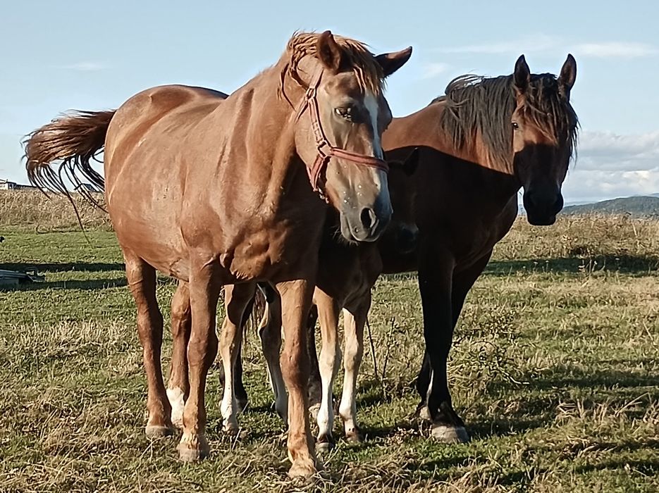 Vînd iapă cu mînz si un cal de trei ani