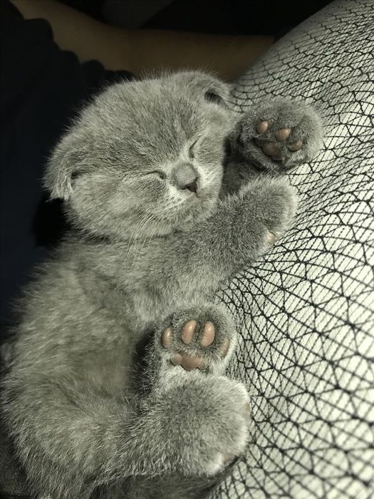 Продаёться котёнок британский веслоухий