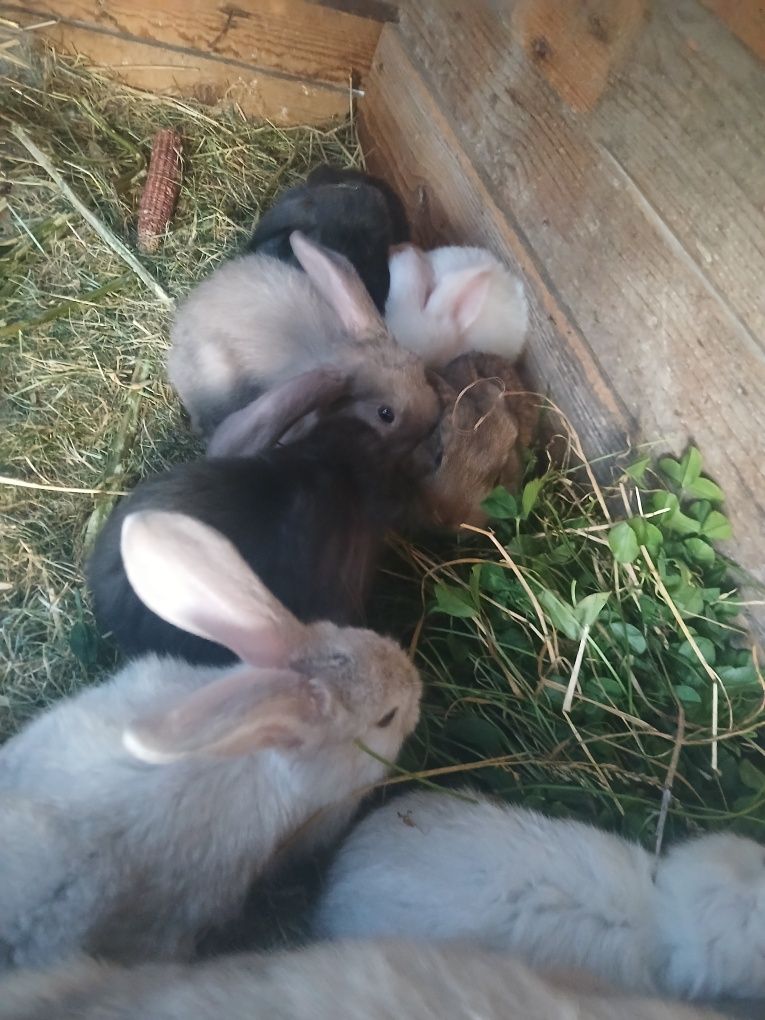 Puiuți berbec german