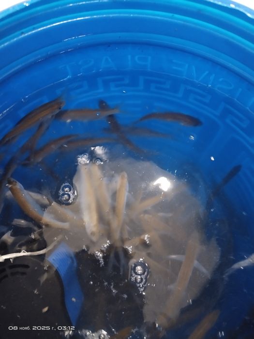 Живцы для жерлицы