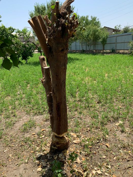 Утин сотилади Тут Залдори