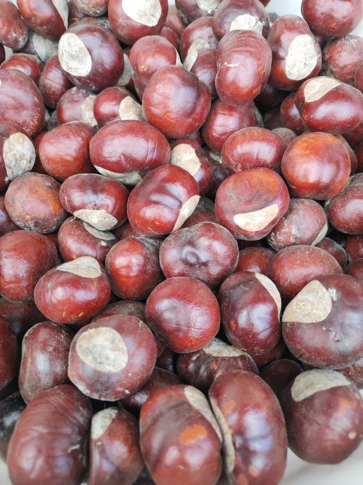 Лечебный  каштан