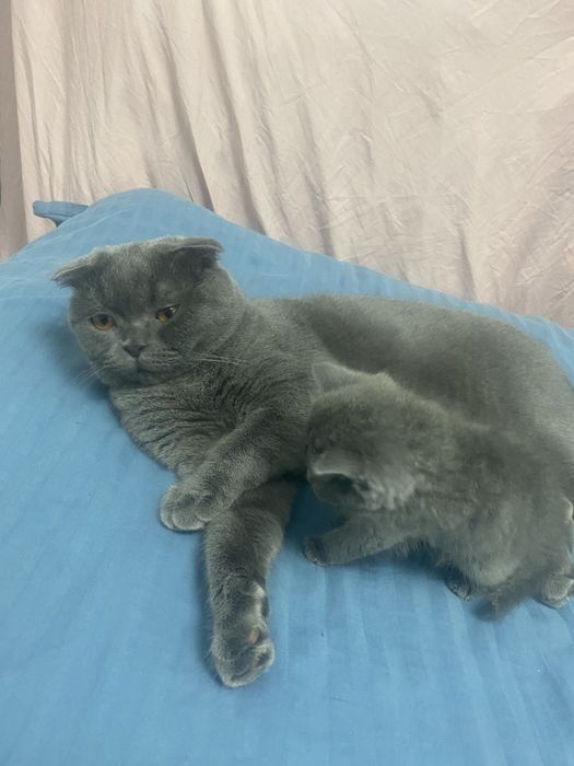 Веселоухйи кот скотиш фолд Срочно