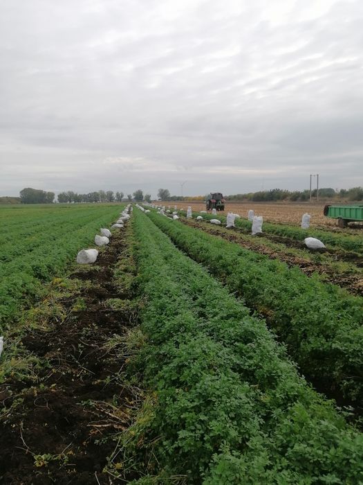 Pătrunjel hibrid de înaltă calitate