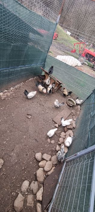 Vând cocosi brahma potarnichiu si citiți descrierea