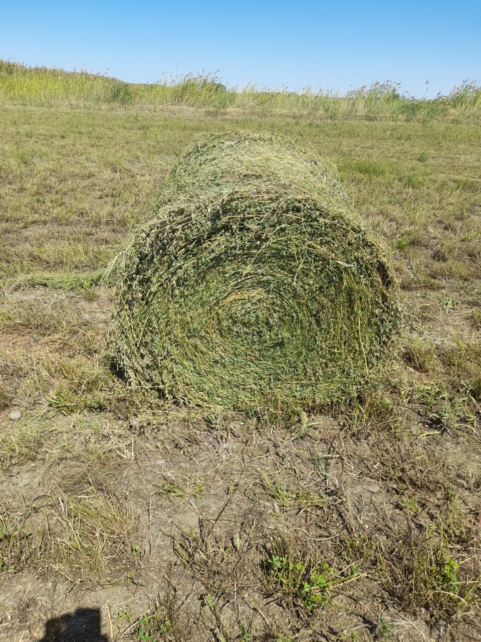 Сено люцерна жоношка урлон сатамын урлон жоношка сатамын урлон жоношка