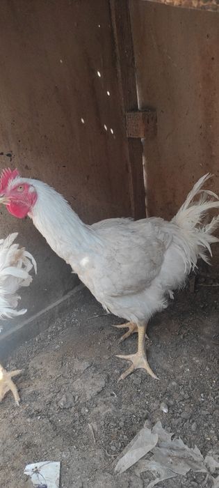 Broler tovuq va xo'rozlar