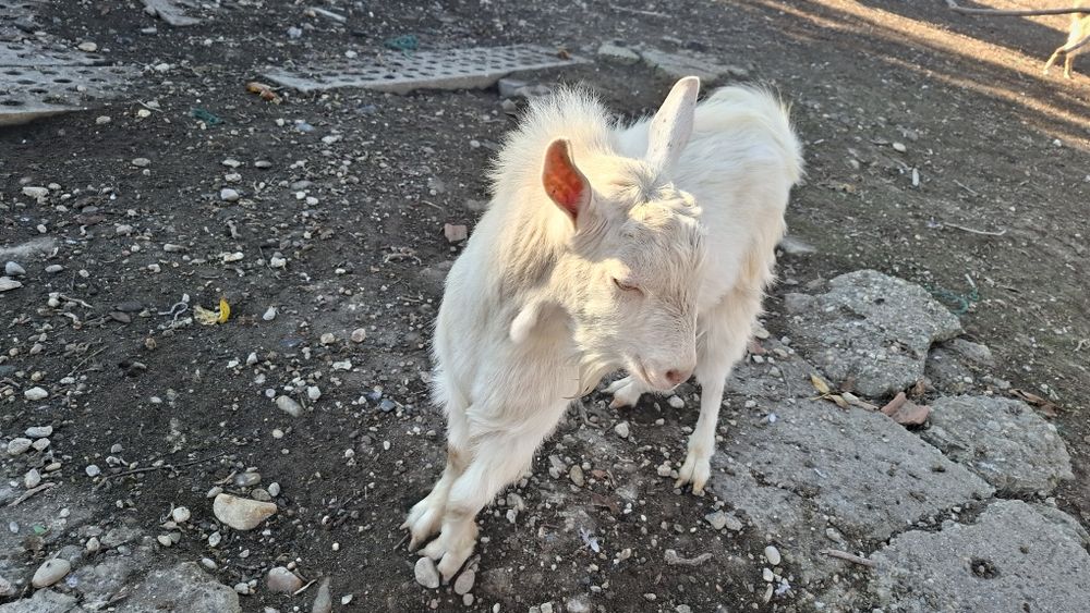 Vând țap alb de Banat bun de reproducere
