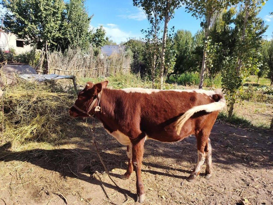 Кашар баспак сатылады