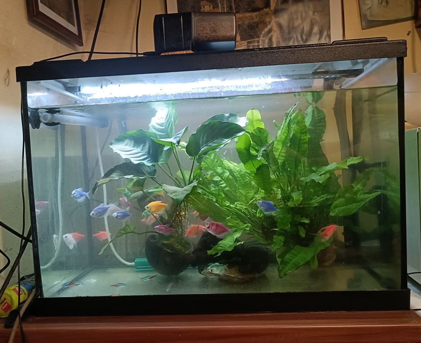 Acvariu 80l cu pești și accesorii