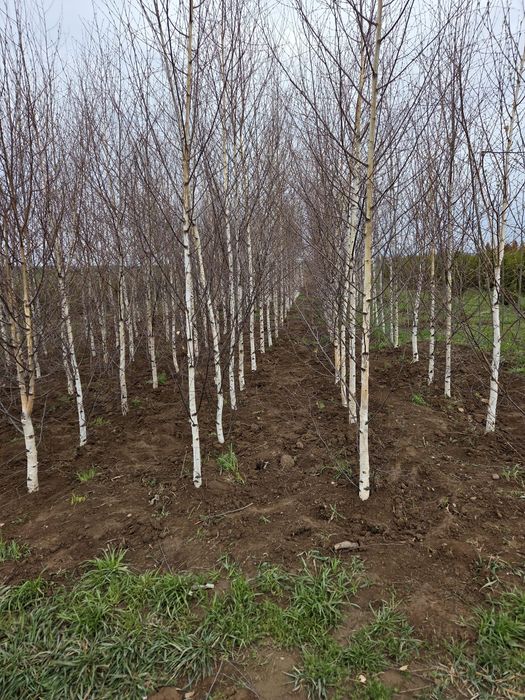 Vând Brazi argintii și verzi Platani Mesteacăn