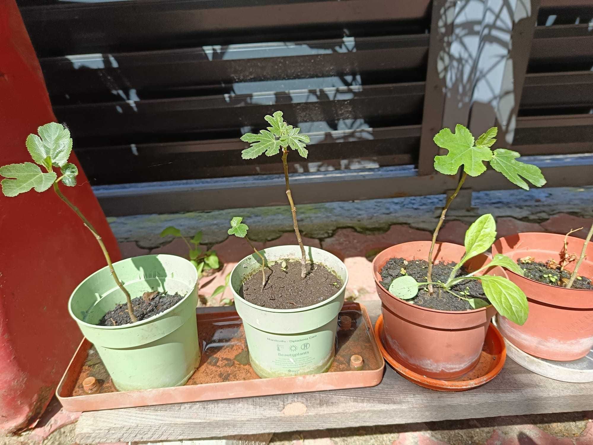Smochini si Arbori de Matase