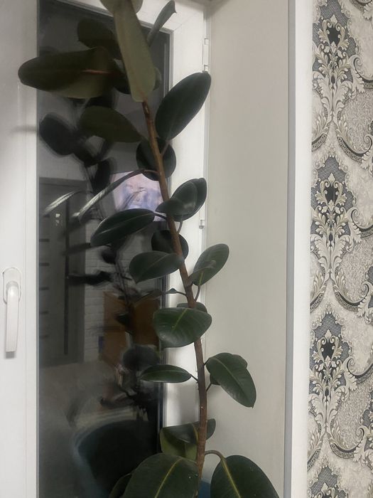 Продам  срочно продам ,красивый цветок.