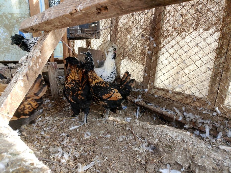 Продам курей декоративных