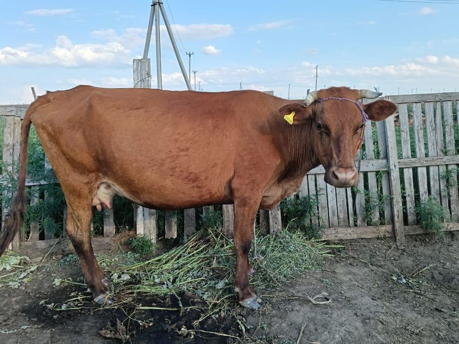 4 бас сыйыр сатылады