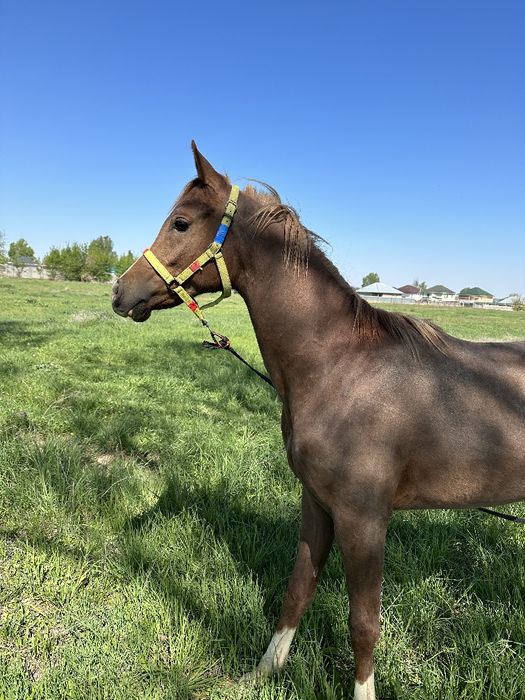 Араб айғыр. (Қызыл паспортпен)