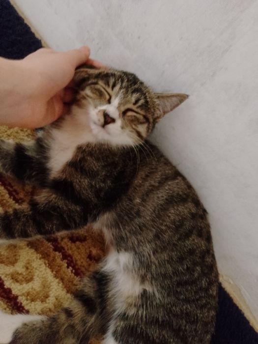 Кошечки маленькие