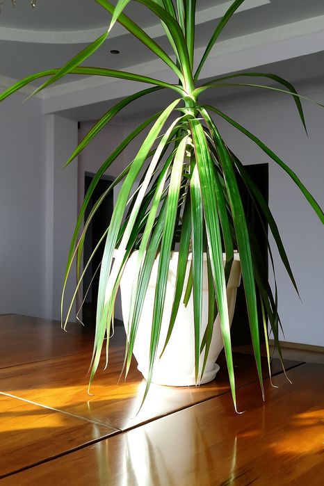 Продаю комнатную Драцену