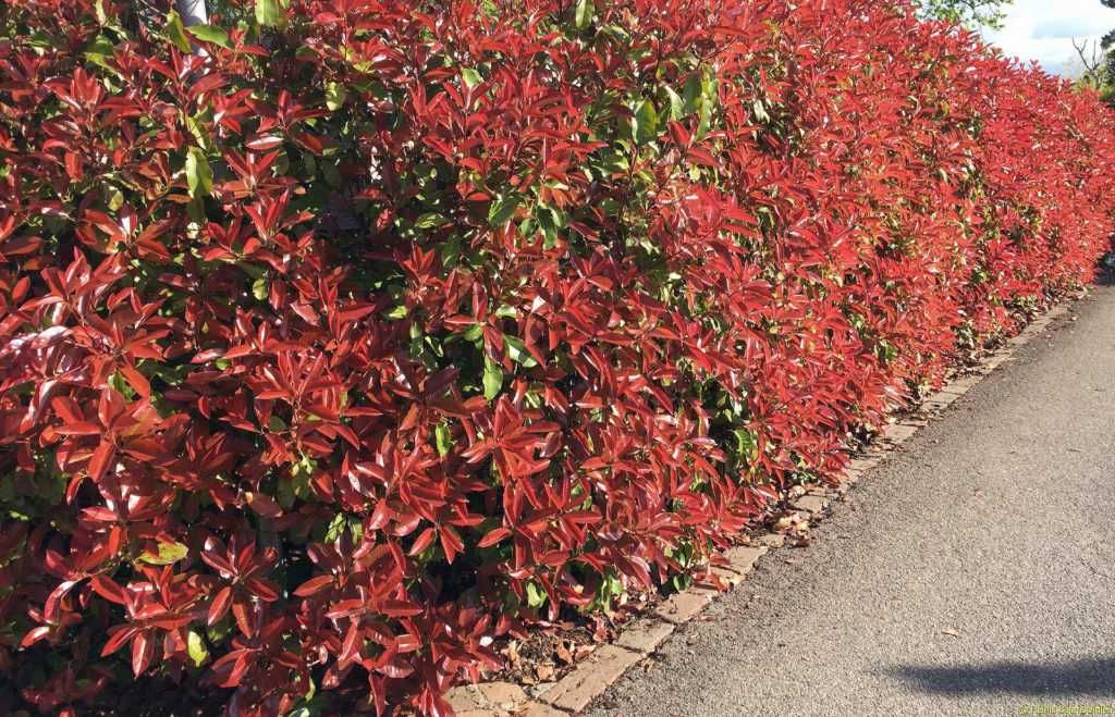Фотиния-(Photinia Red Robin)