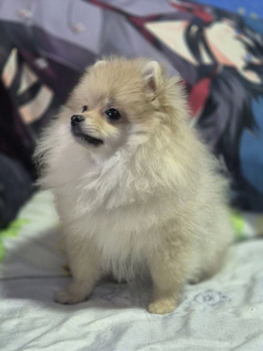 Продается собака