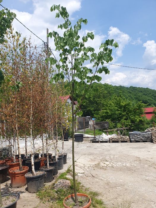 Mesteacan alb la ghiveci, mesteacan cu coaja alba, mesteacan decorativ