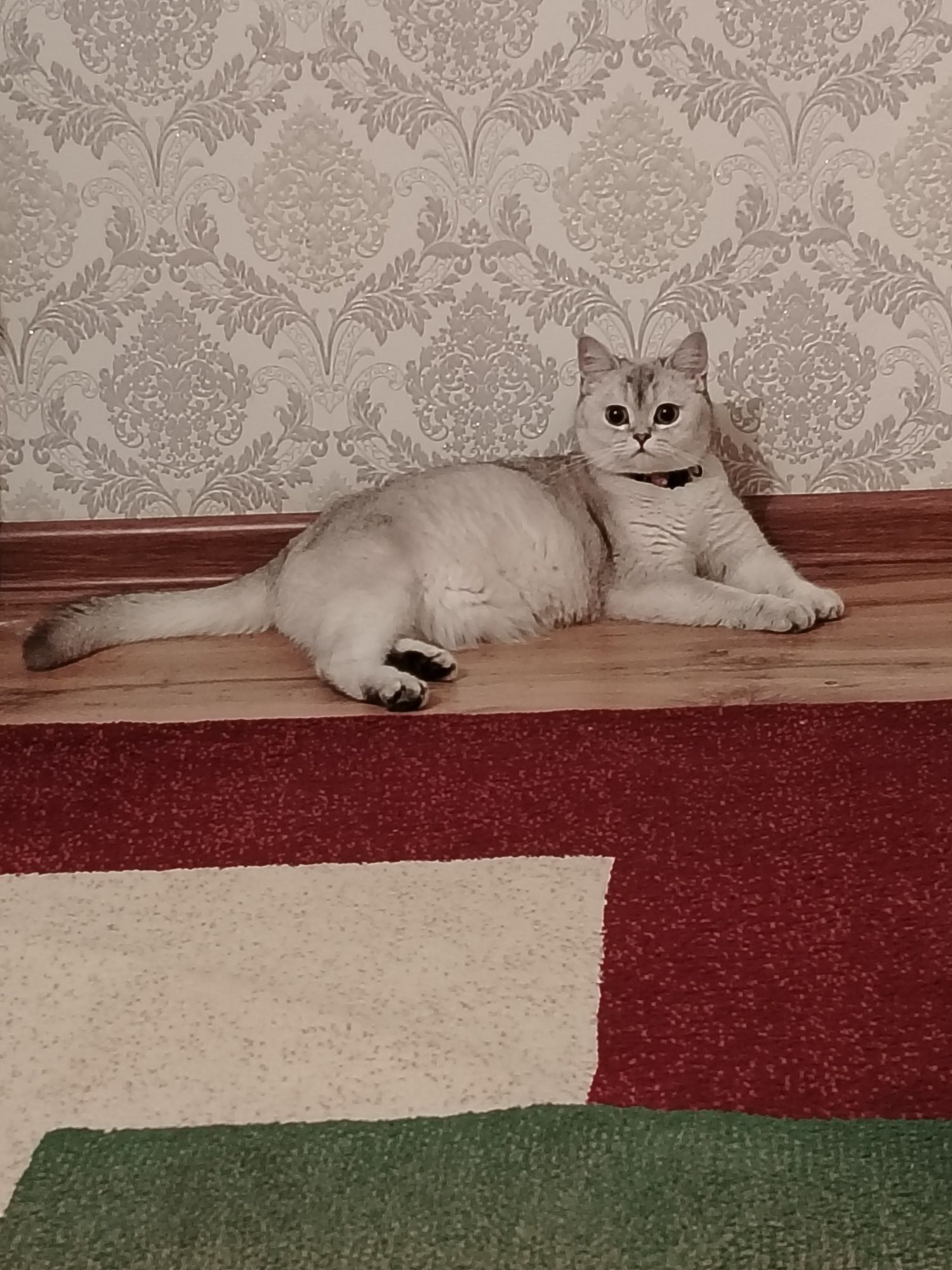 Серебристый ШИНШИЛА