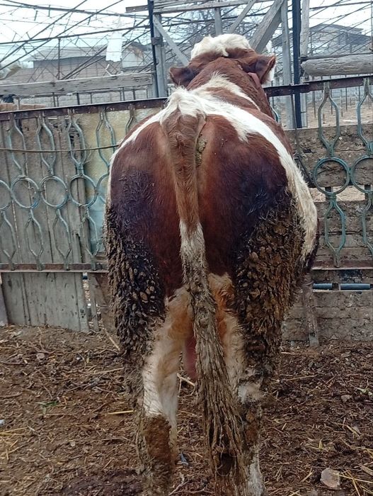 Simental novos 2 yoshda