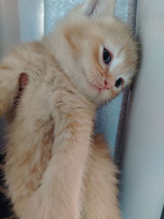 Zalatoy shinshila va Fold bolalari