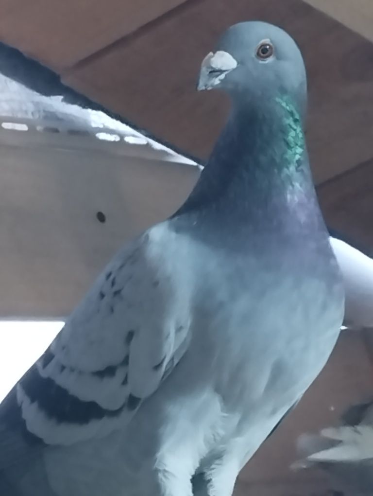 Porumbei voiajori
