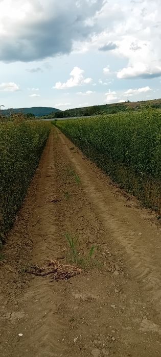 Vand pomi fructiferi