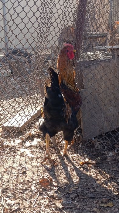 Продам домашних Петушков