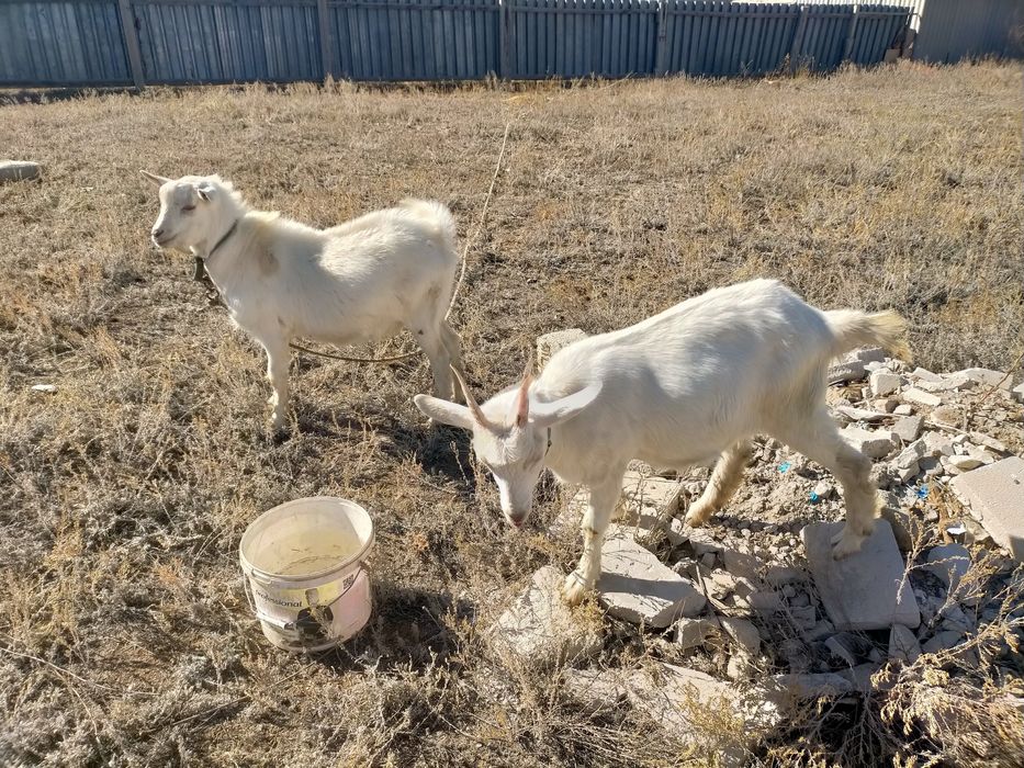 Продам срочно! Заненский породы козы