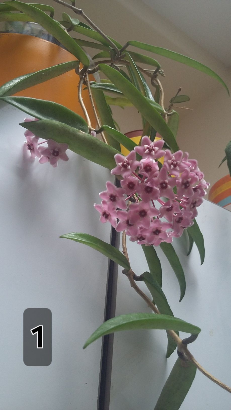 Хоя /Hoya/ -caudata ,minibelle,bilobata