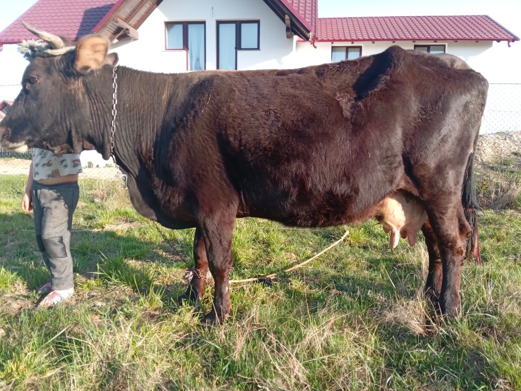 Vand Vaca Buna de lapte este gestanta