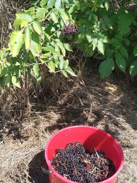 Комплект от 3 бр сладко от черен бъз за 24 лв