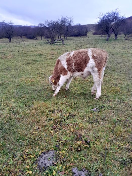 Vand trei tăuraşi și o vițea în vârstă de opt noua luni
