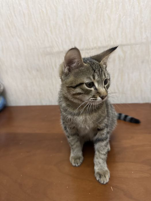 Котята отдам в хорошие руки