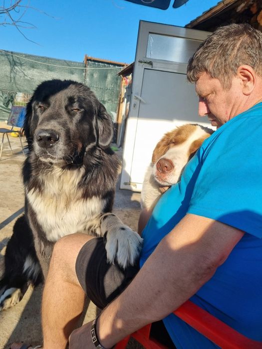 Pui ciobănesc de bucovina