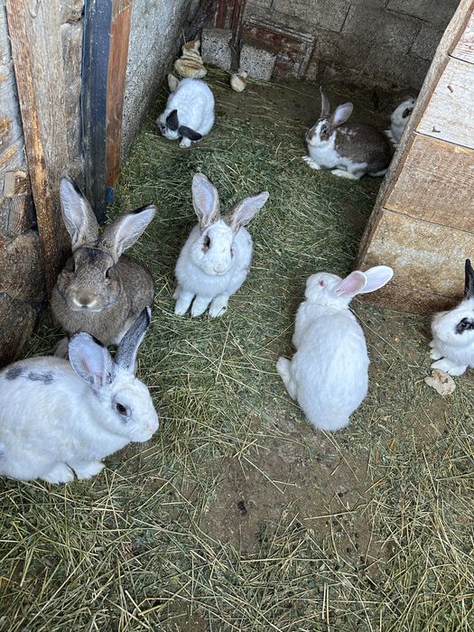 Iepuri de casa , sanatosi .