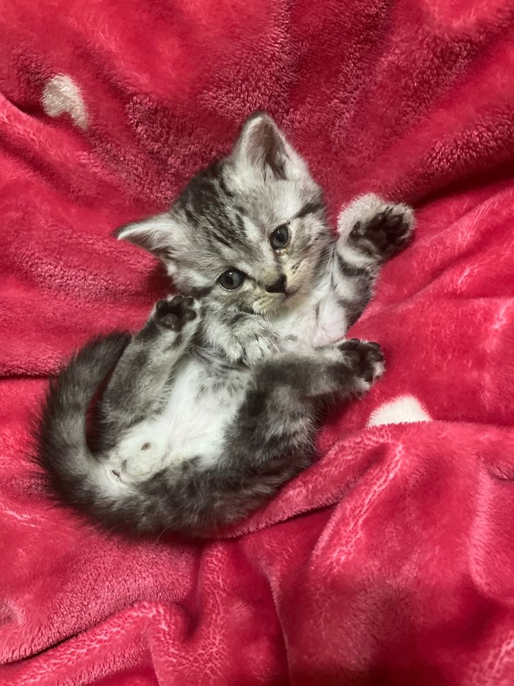 котята породы шиншилла