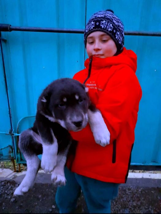 СреднеАзиатская Овчарка