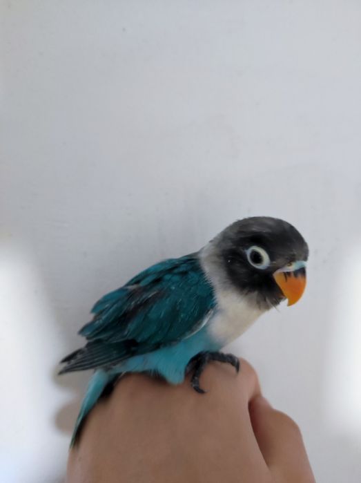 Ruchnoy papugay sotiladi nerazluchka nerazluchniki