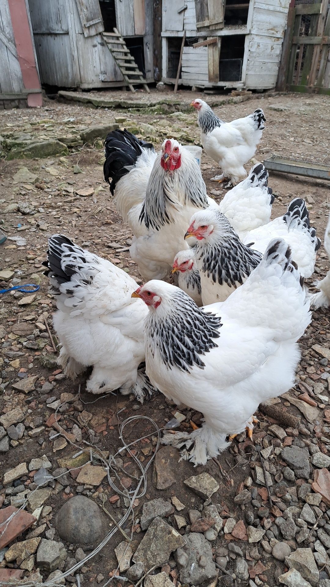 Vând ouă incubat brahma hd