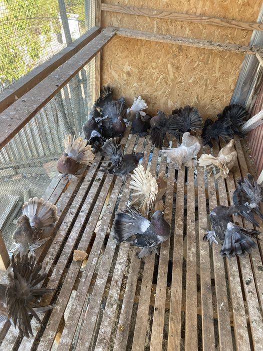 De vanzare porumbei indieni