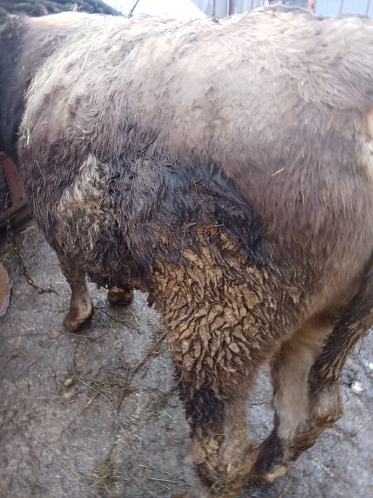 Vând taur brun frumos