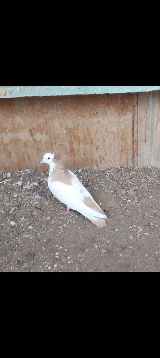 Бакинские бойные