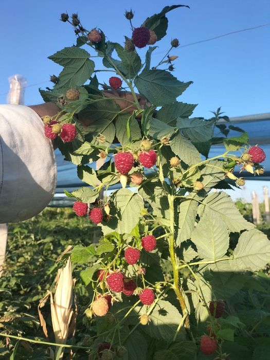 Malina kóchat autum bliss navi