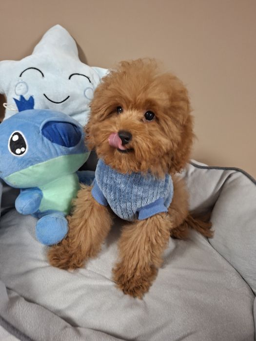 Мини  Момченце / Родословие Три Ваксини