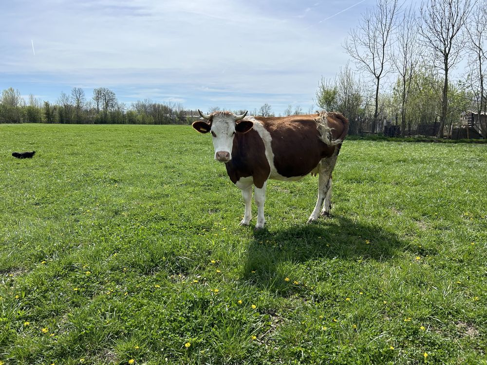 Vaca tanara Baltata Romaneasca